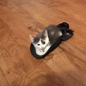 Meet your Posher, Janet